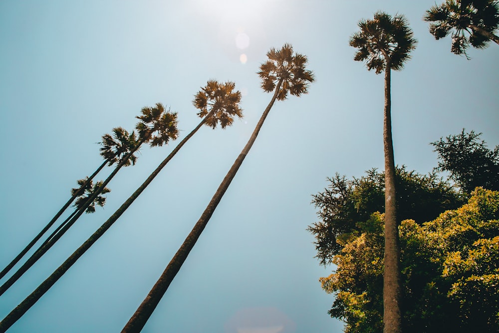 green trees under blue sky during daytime