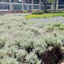 A lush garden filled with various greenery, including lavender plants in the foreground. The area is bordered by a traditional building with large windows and arched structures. Some trees add height and shade to the setting.