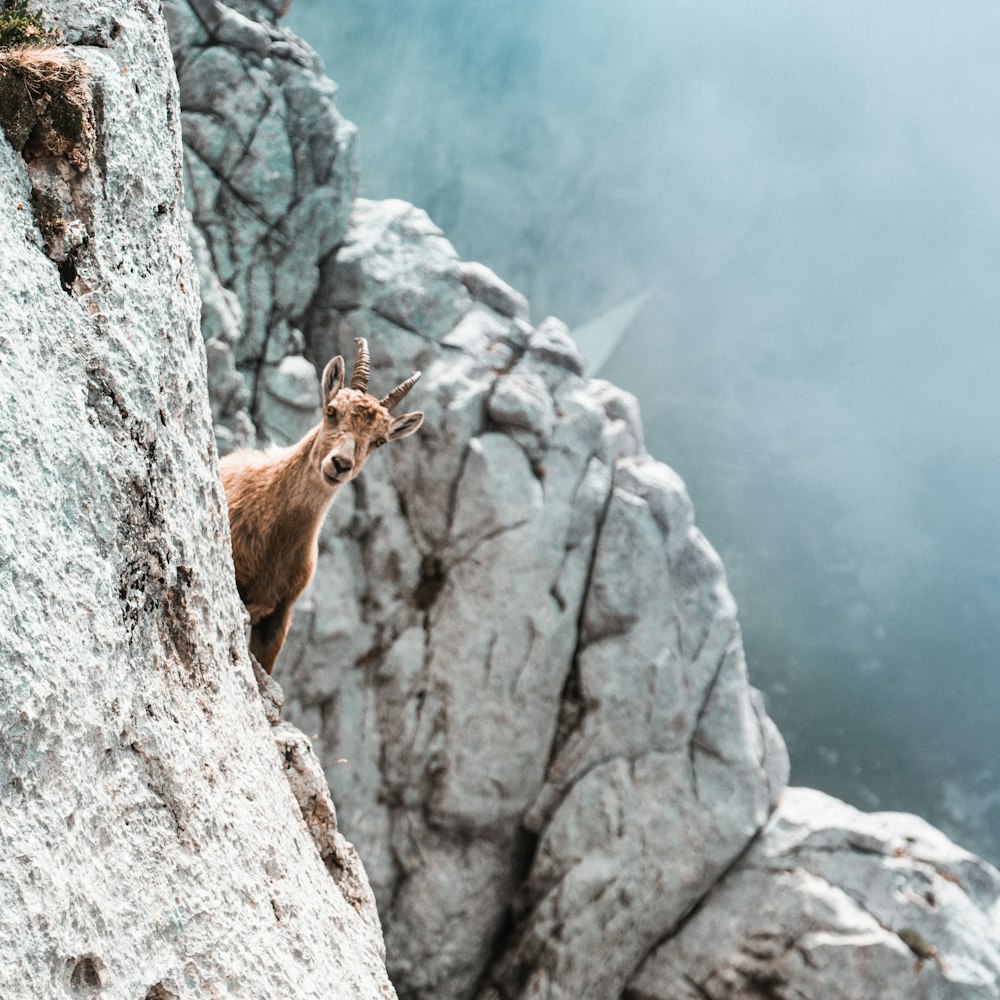 昼間の灰色の岩の上の茶色の鹿