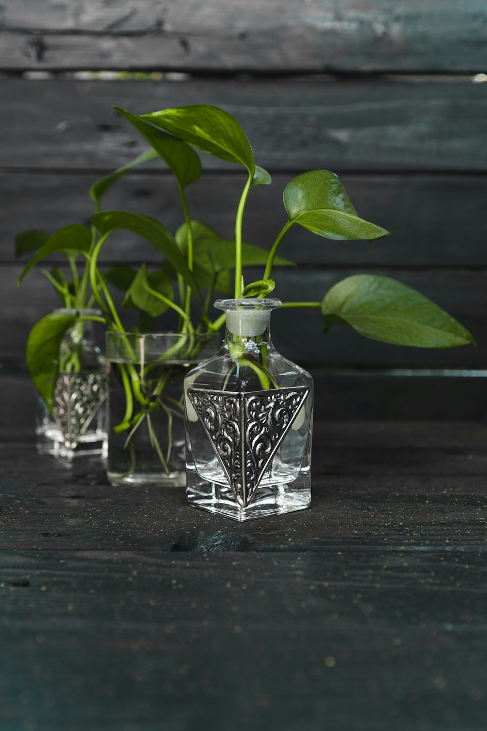 clear glass bottle with green plant