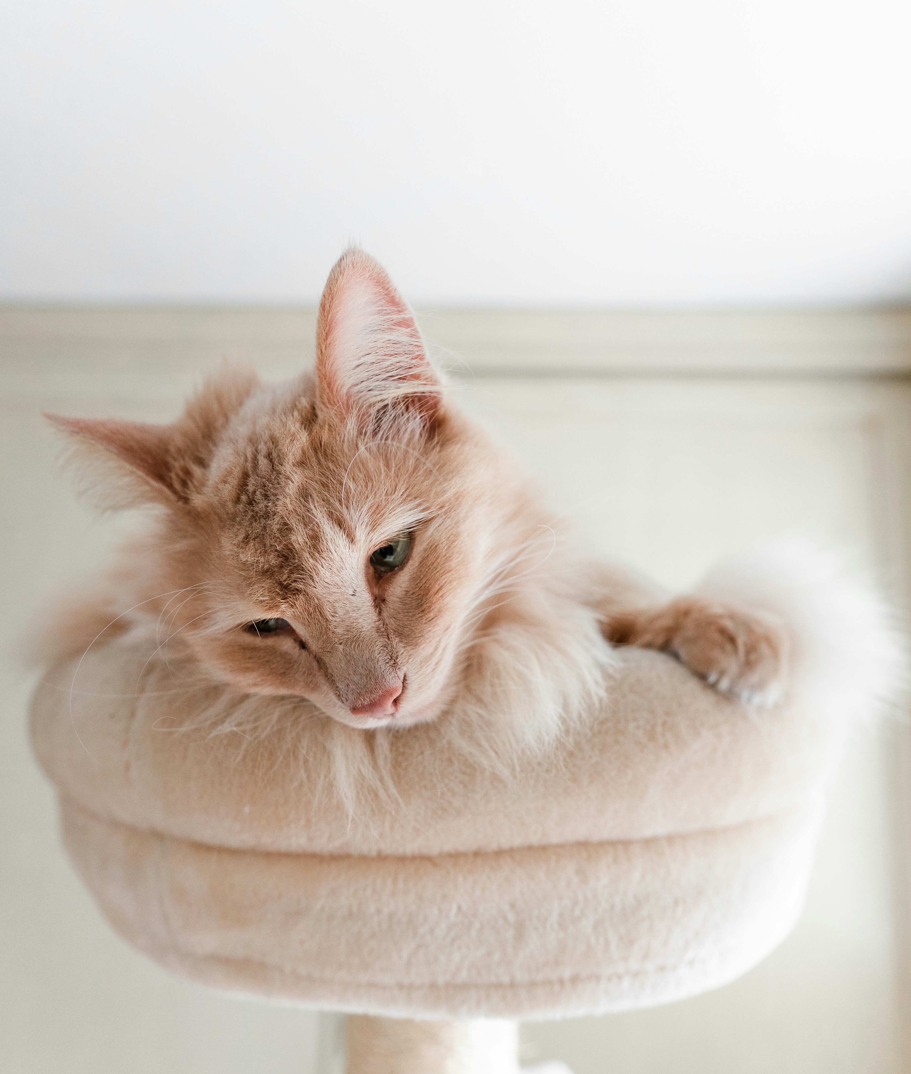 白い丸いクッションにオレンジ色のぶち猫の写真 Unsplashで見つける動物の無料写真