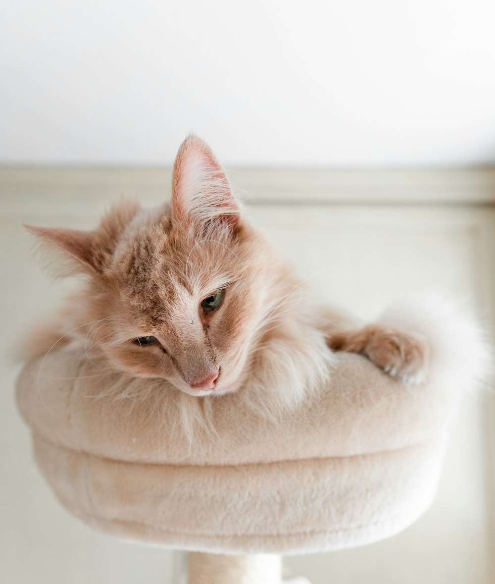 orange tabby cat on white round cushion