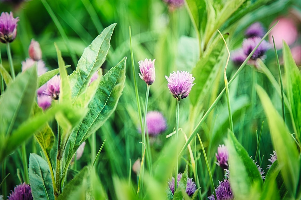 purple flower in tilt shift lens