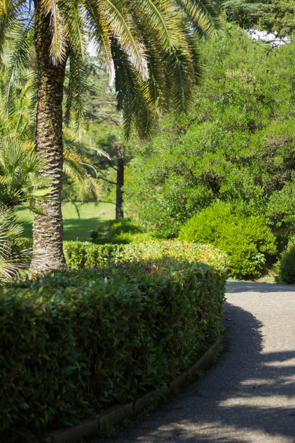 green grass and trees beside pathway