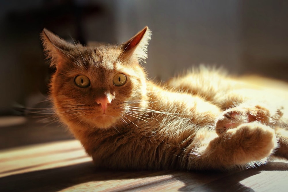 brown cat lying on floor