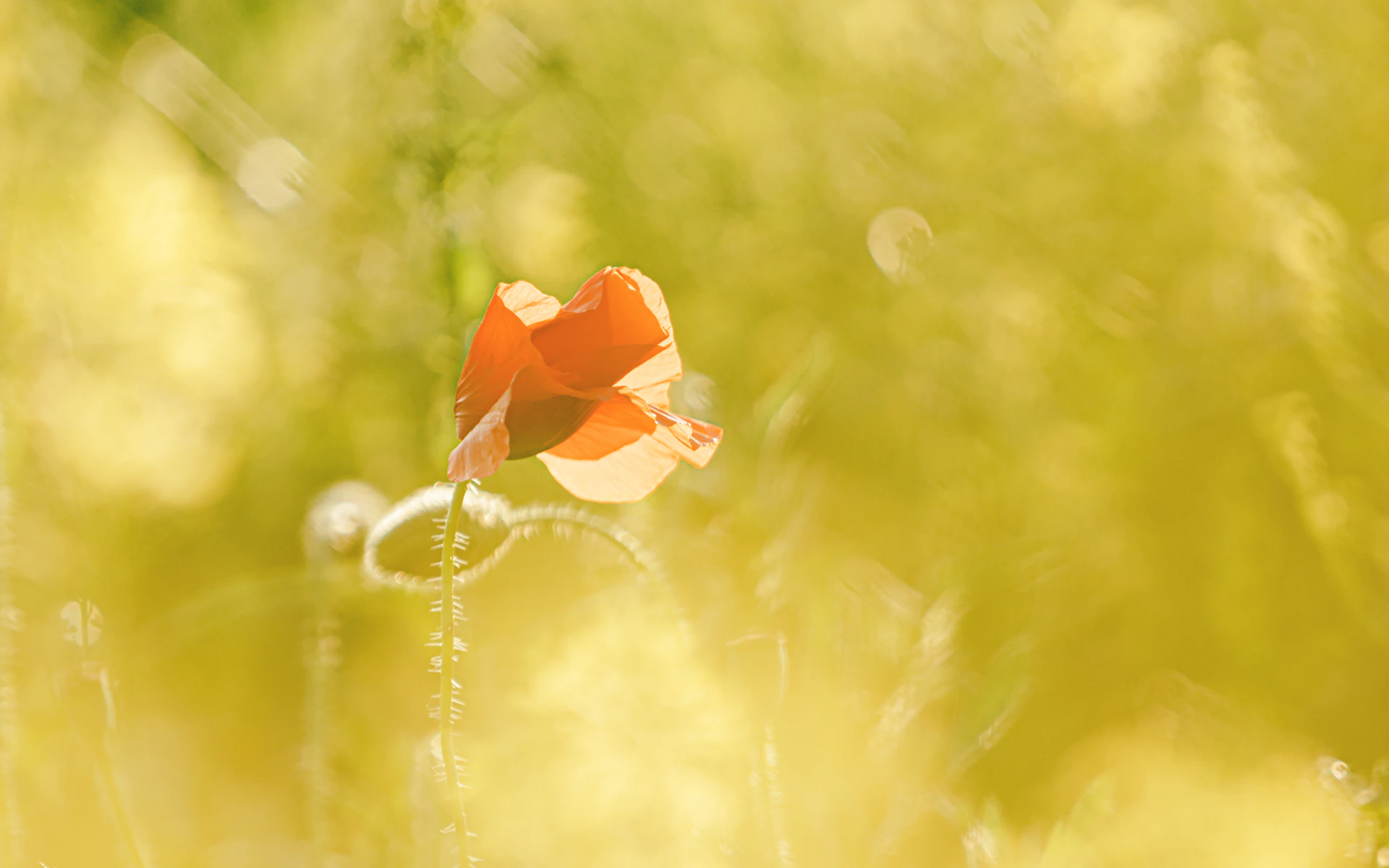 red flower in tilt shift lens