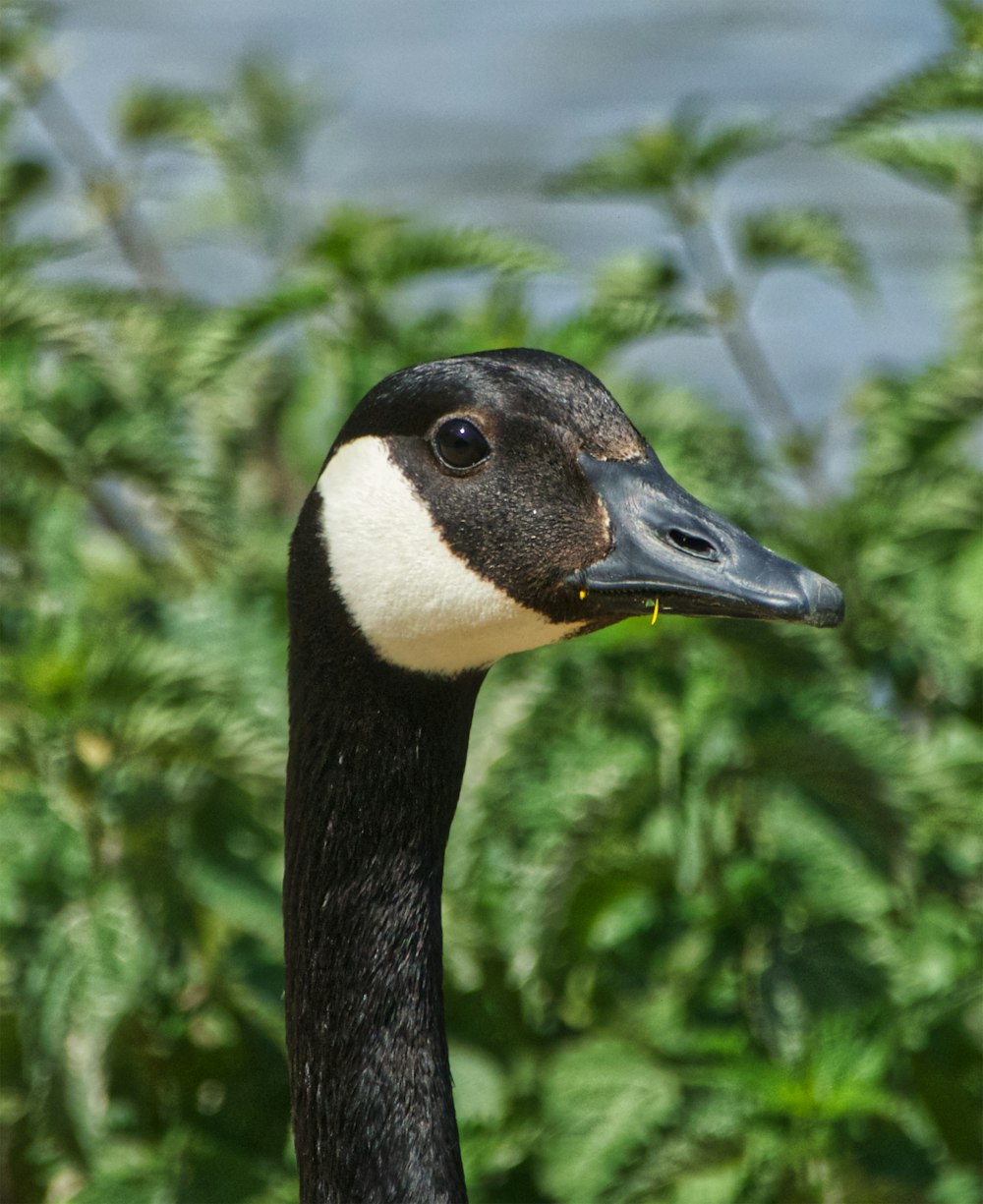 canard noir et blanc dans l’objectif tilt shift