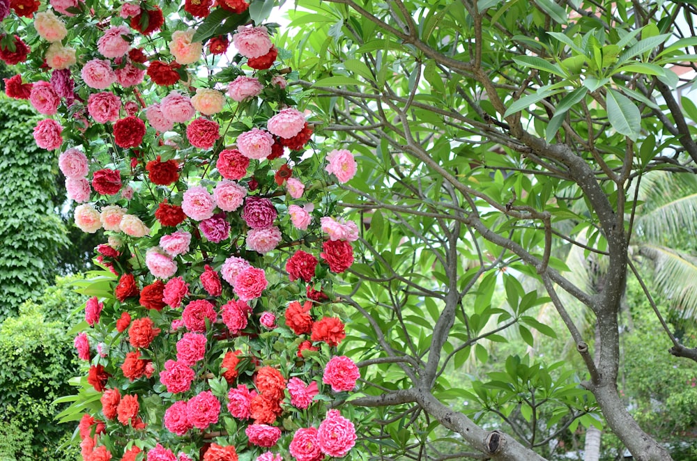 red flowers on green tree during daytime