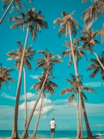 palm tree near body of water during daytime