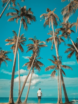 palm tree near body of water during daytime