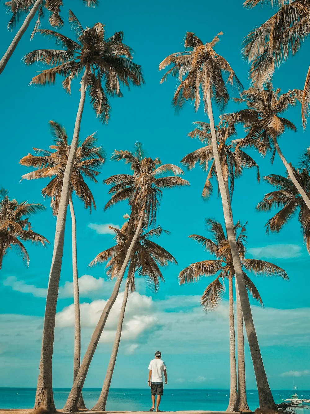 palm tree near body of water during daytime