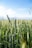 green wheat field during daytime