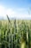 green wheat field during daytime