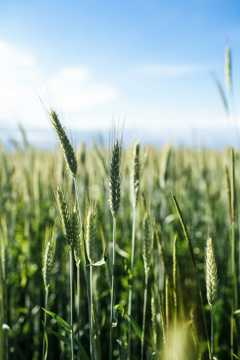 green wheat field during daytime