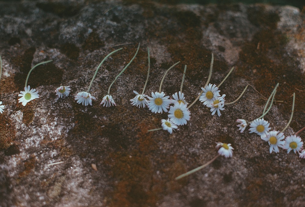 flores margaridas brancas no solo marrom