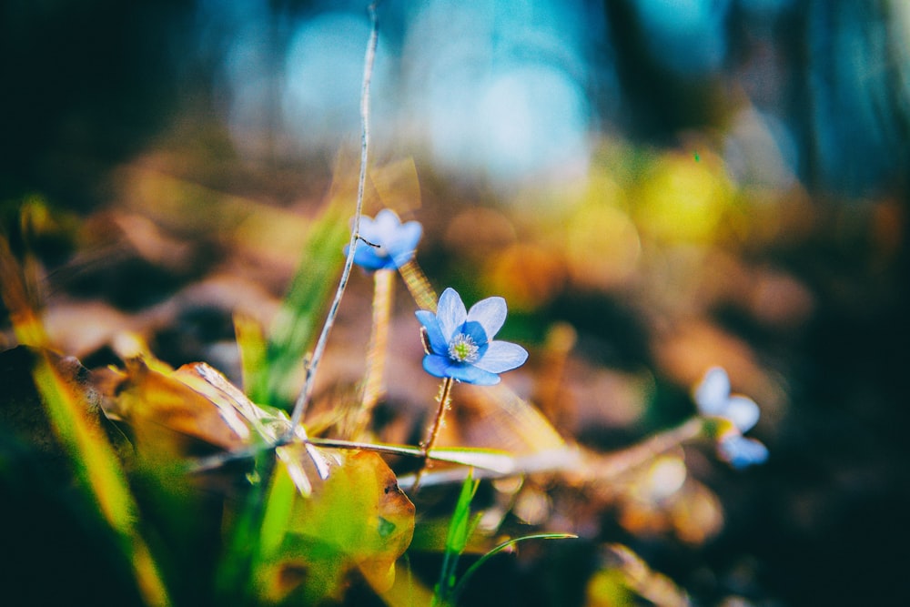 blue flower in tilt shift lens