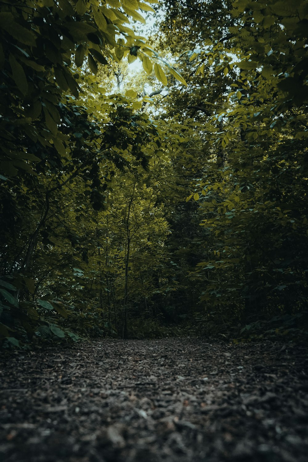 green and brown trees during daytime