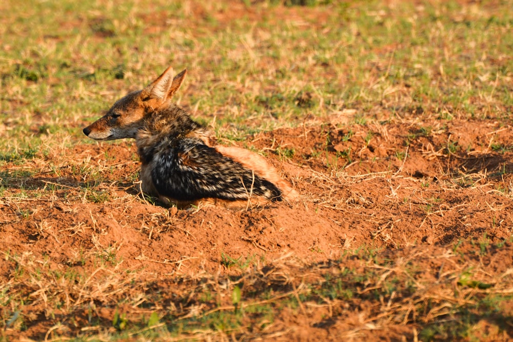 brown and black fox lying on brown grass field during daytime