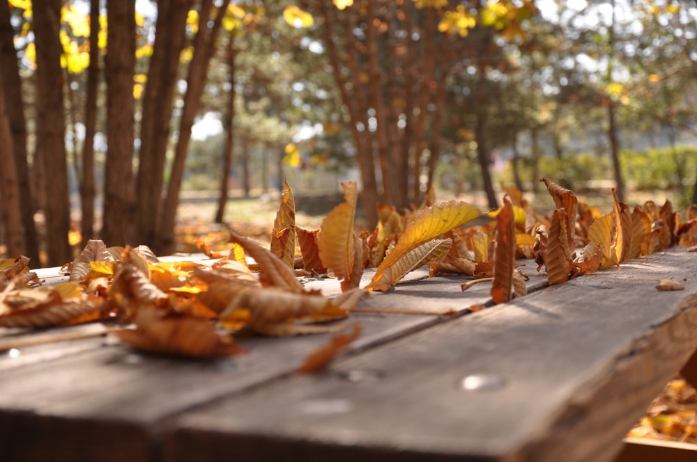 feuilles brunes sur table en bois marron