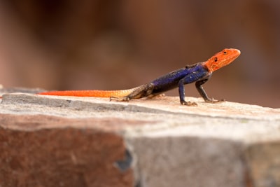 blue and orange lizard on brown concrete surface