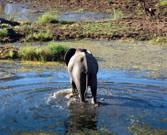 black and white elephant on water during daytime