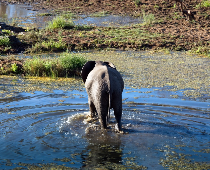 black and white elephant on water during daytime
