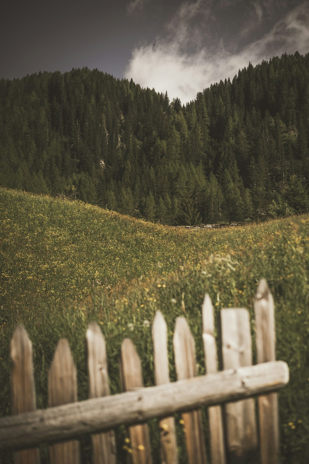 green grass field with white wooden fence