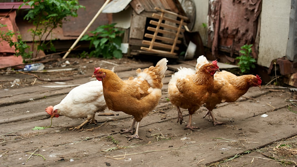 brown and white hen on ground