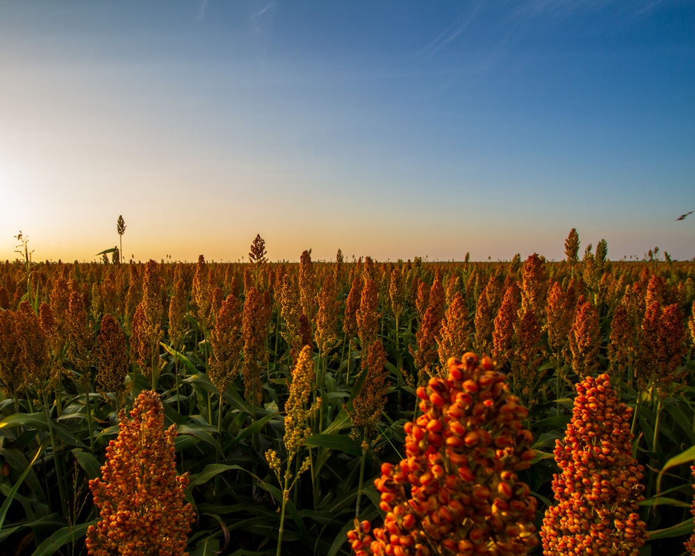 brown and green plants under blue sky during daytime