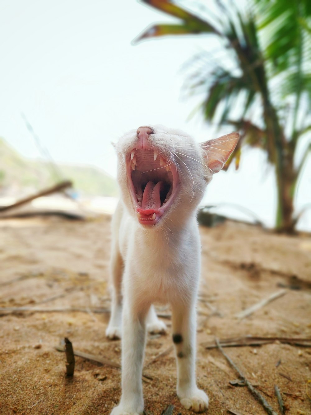 white cat on brown soil during daytime