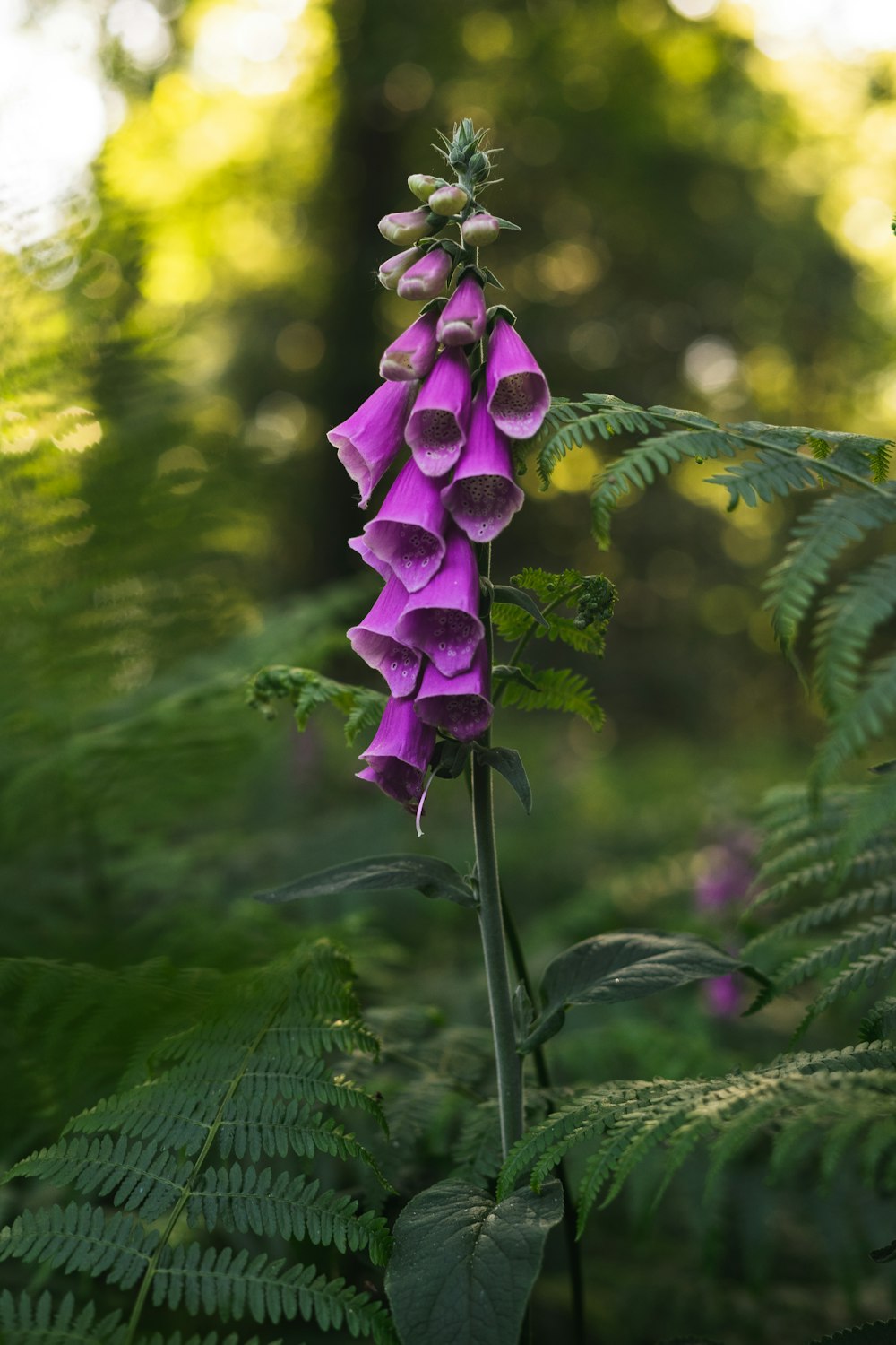 purple flower in tilt shift lens