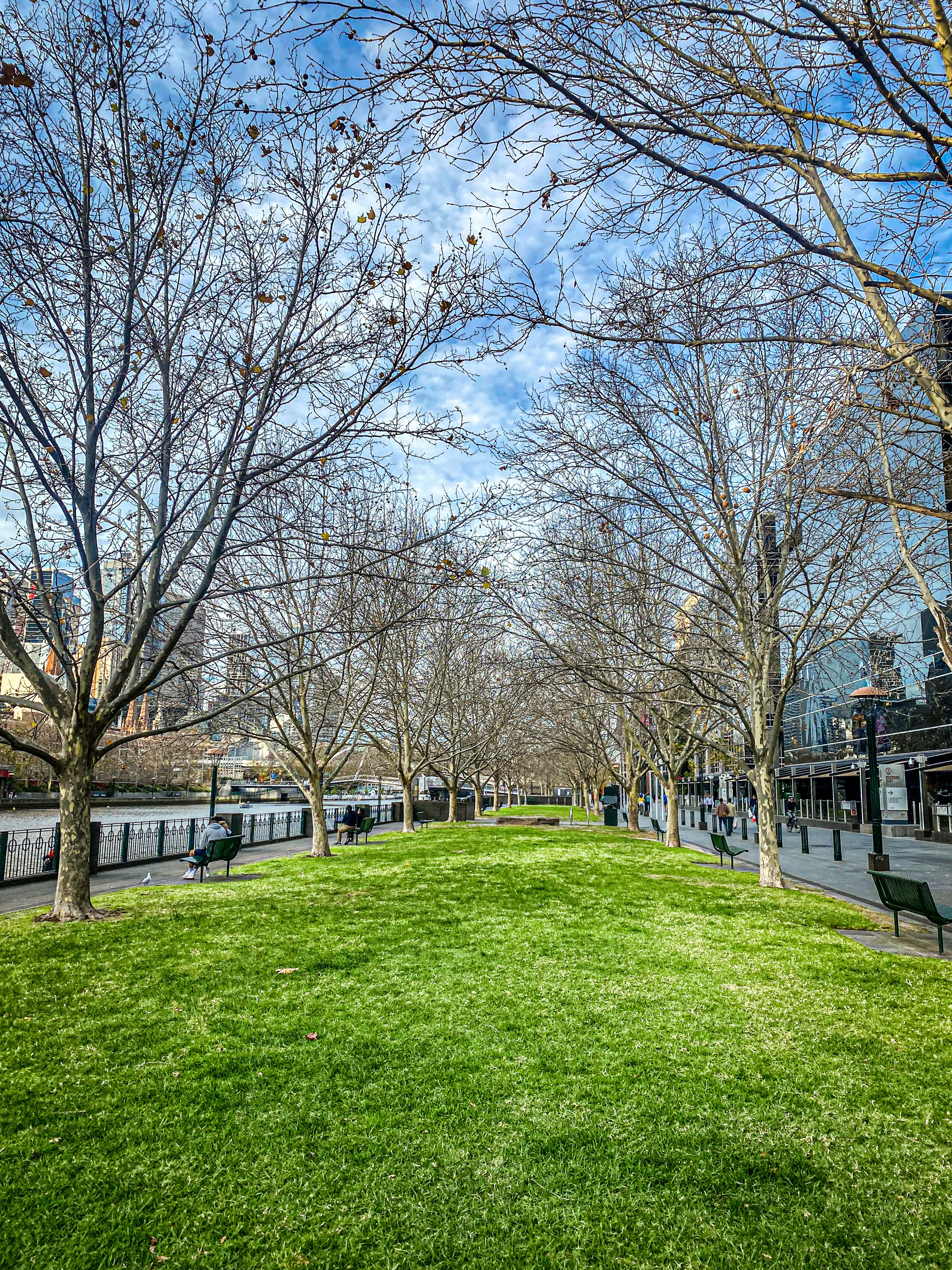 bare trees on green grass field during daytime