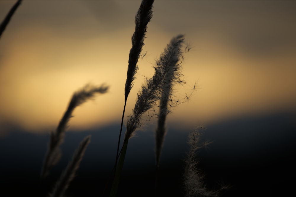 green grass during golden hour