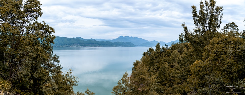 green trees near lake under cloudy sky during daytime