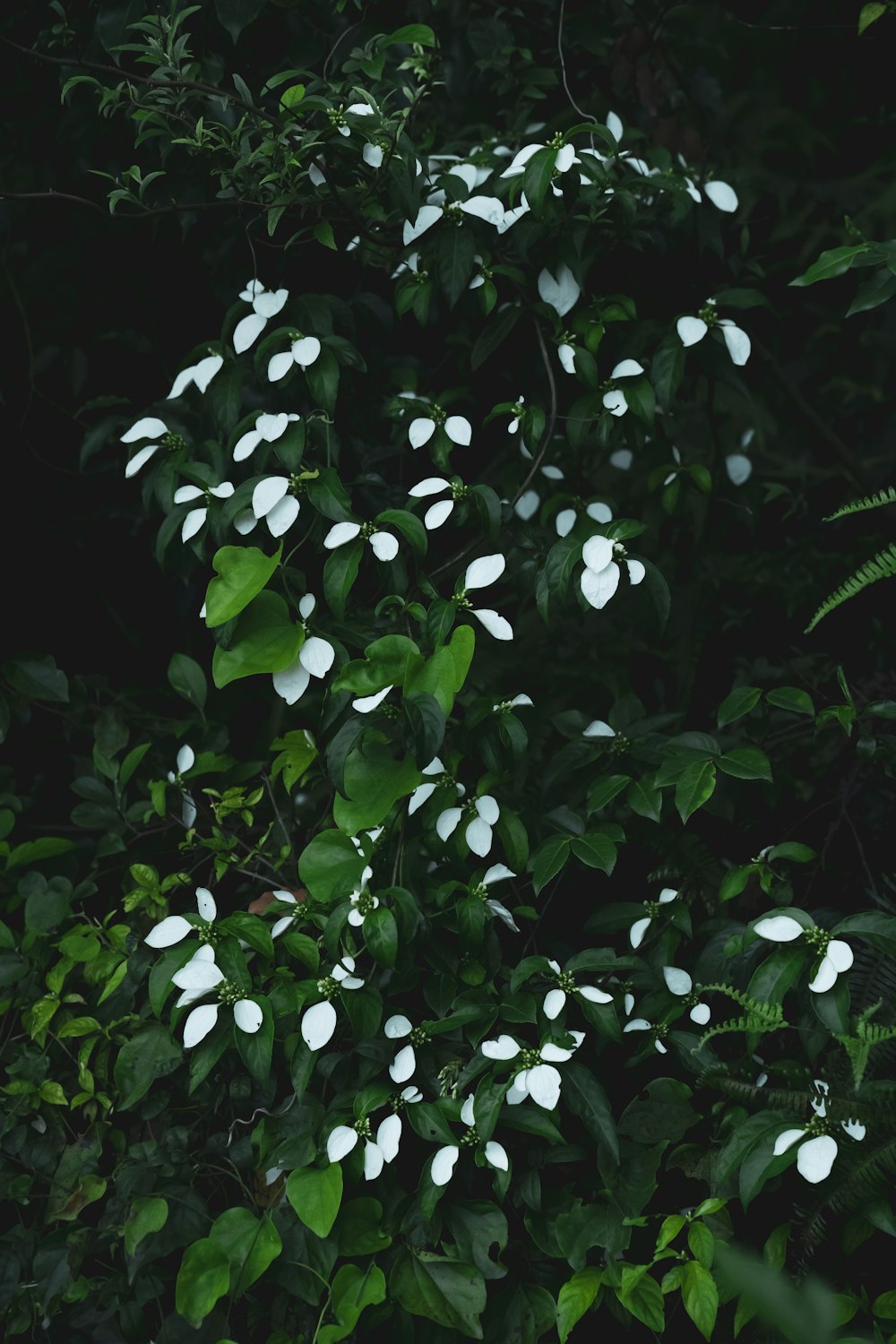 green leaves with white flowers