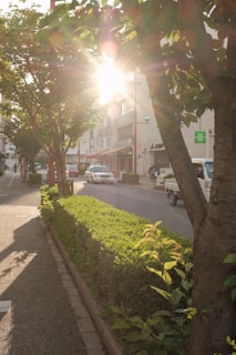 Soft morning light filtering through city trees along a quiet street.