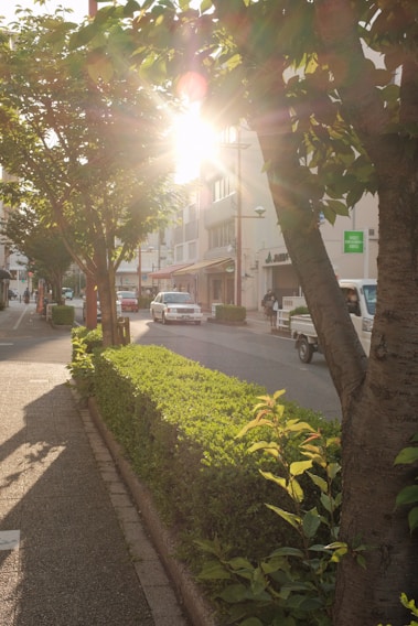 Soft morning light filtering through city trees along a quiet street.