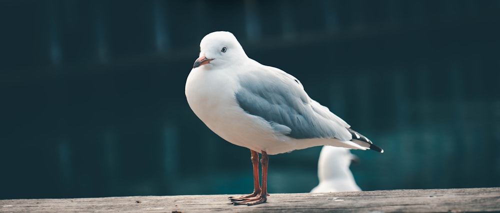 white and gray bird on brown wooden surface