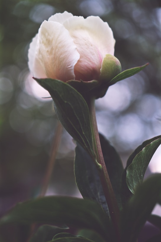 white and pink flower in tilt shift lens