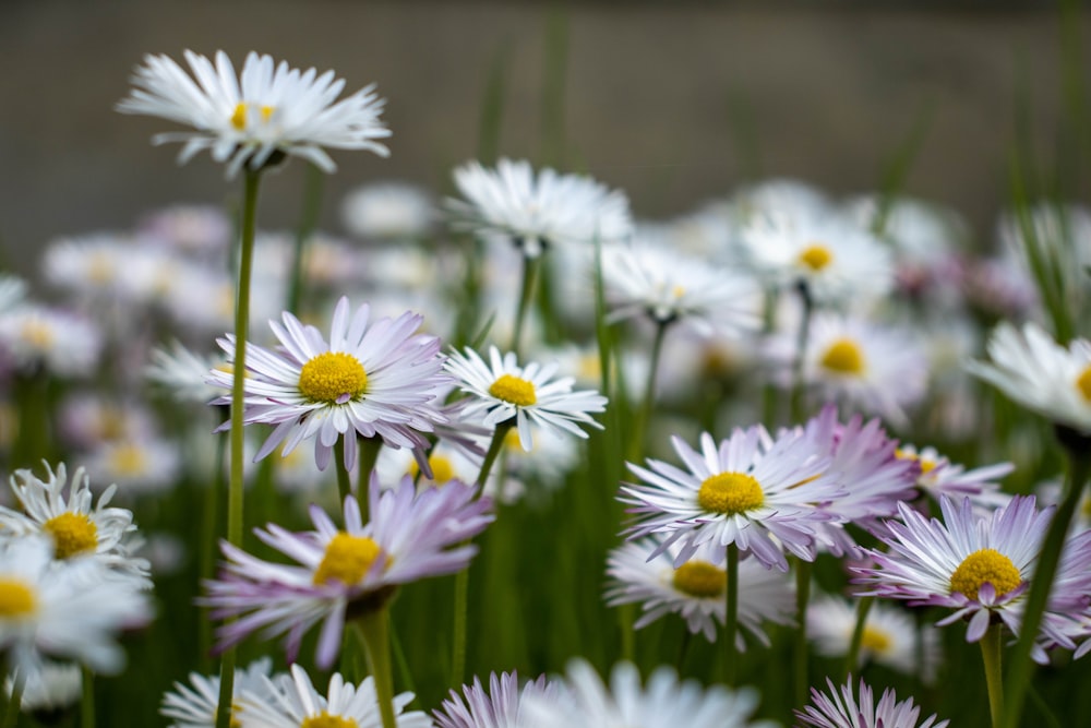 white and purple flowers in tilt shift lens