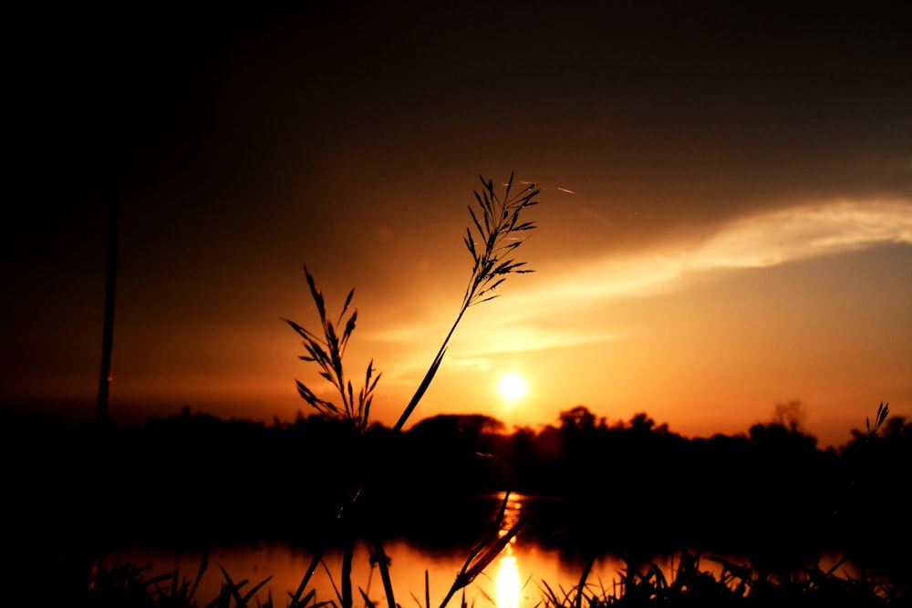 silhouette of grass near body of water during sunset