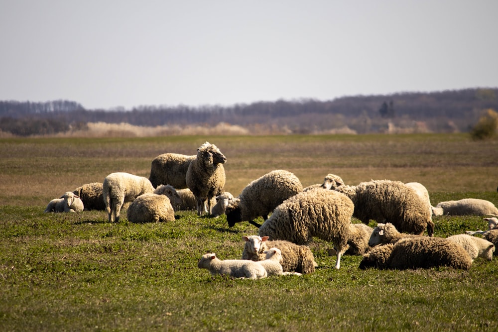 herd of sheep on green grass field during daytime