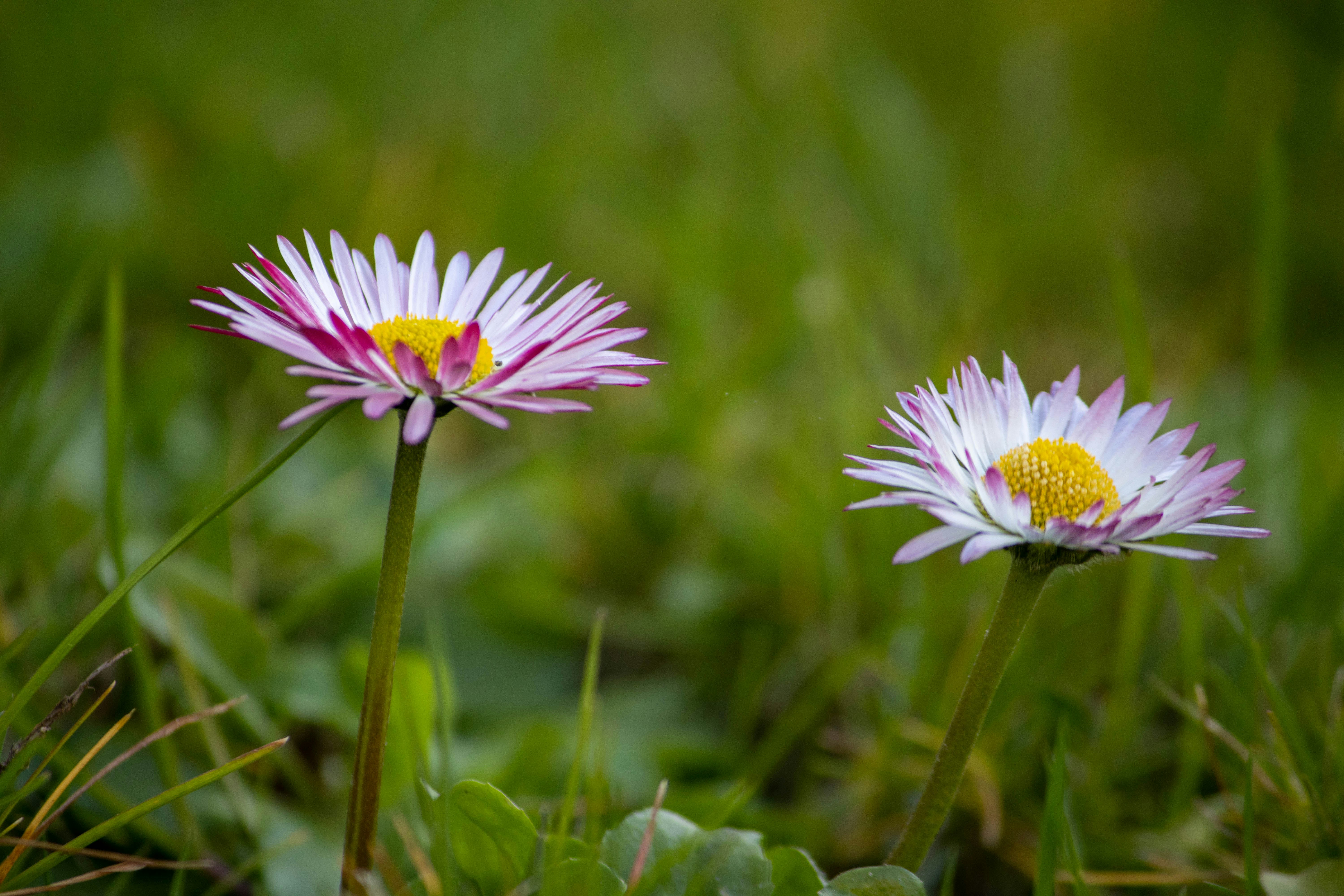 Photo by galandrasphoto