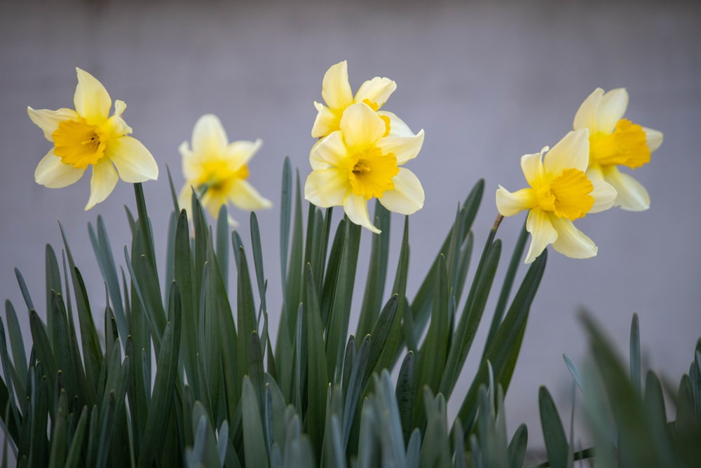 Foto narcisos amarillos en flor durante el día – Imagen Planta gratis en  Unsplash