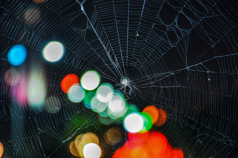 spider web in close up photography