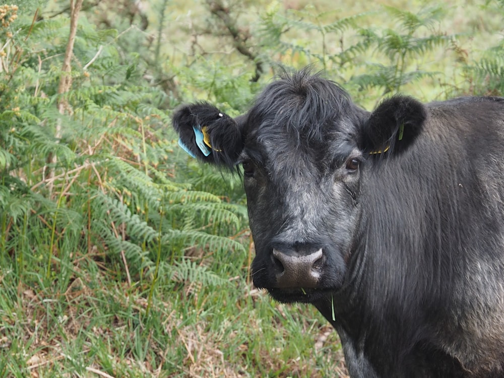 black cow on green grass field during daytime