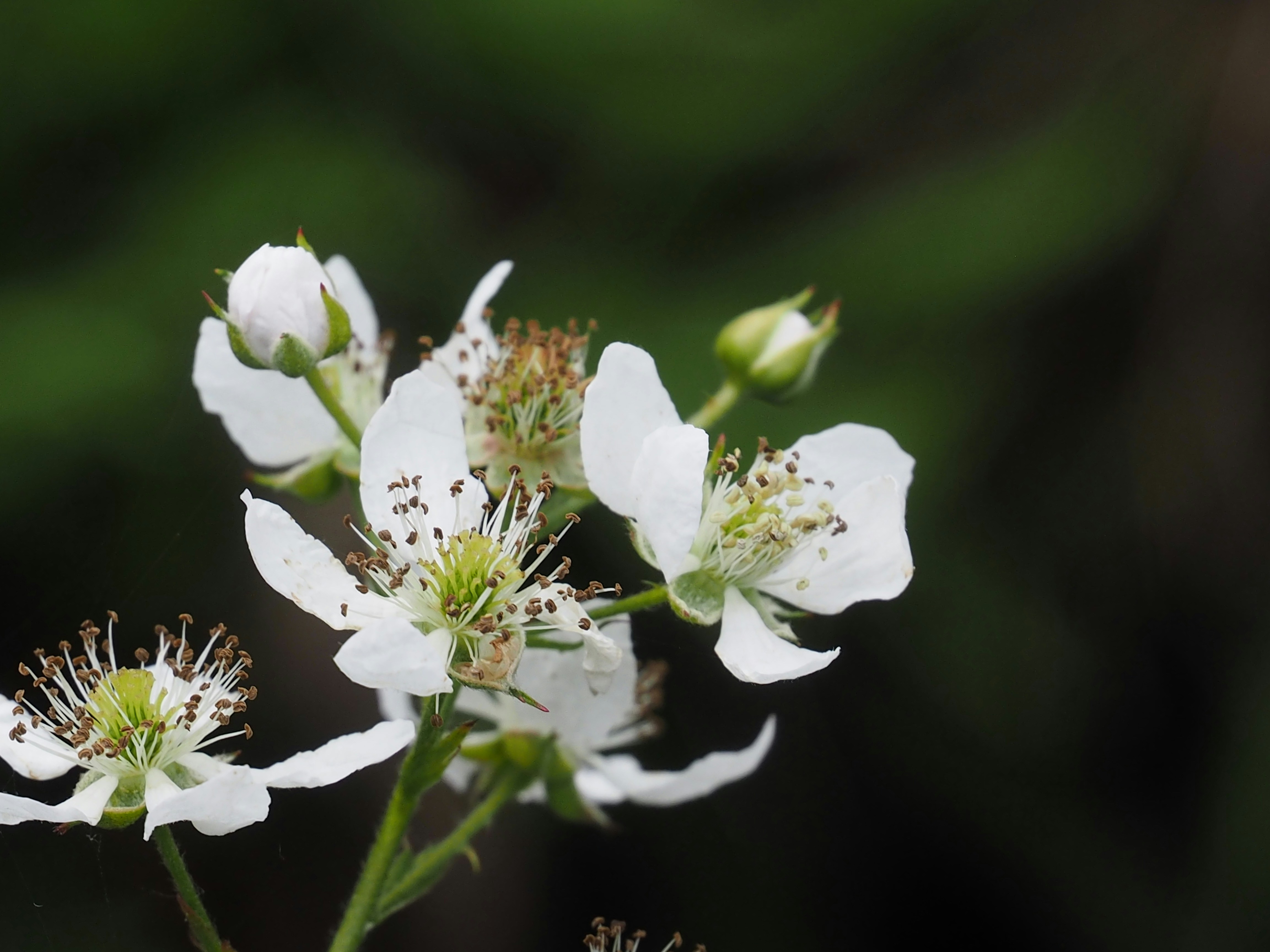 Photo by boarderbloke