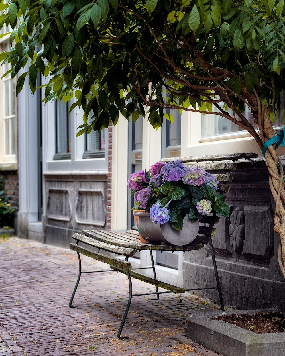 green and purple potted plant on brown wooden bench