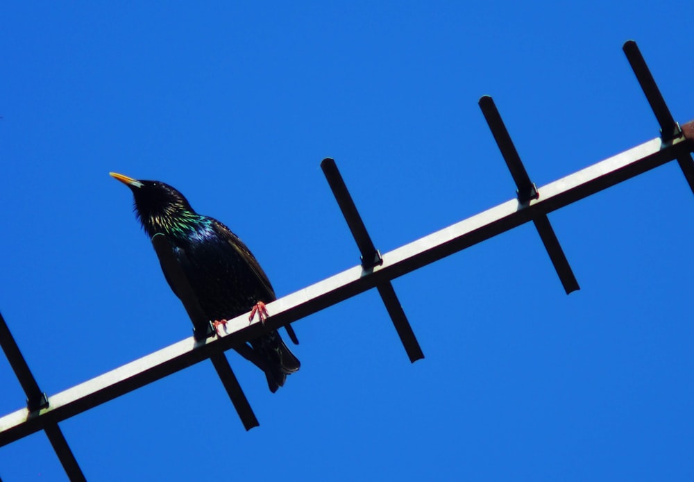 green and black bird on brown wooden fence during daytime