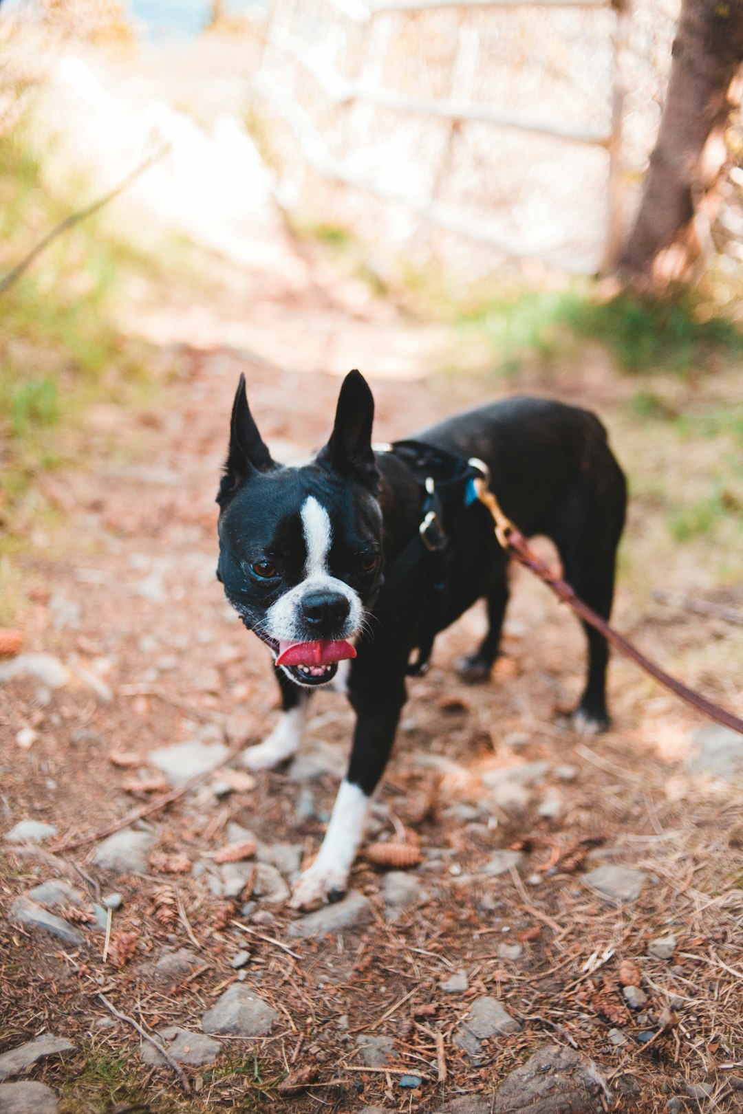 black and white short coated dog on brown ground during daytime